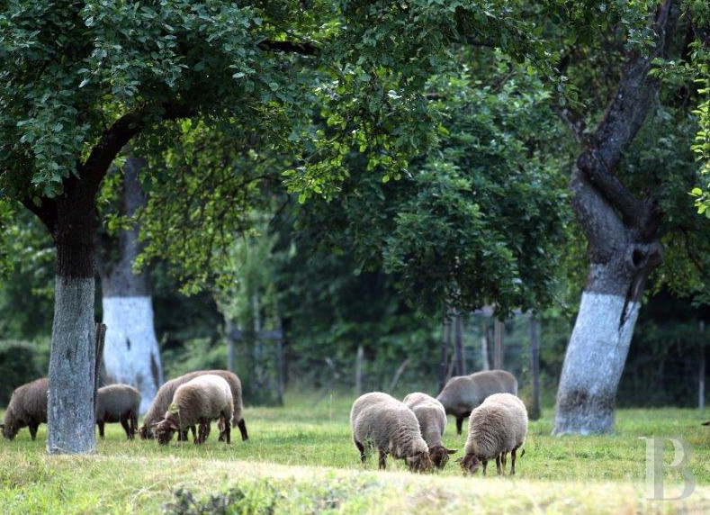 En Belgique, dans la province de Namur, un vaste domaine inspiré par l’écologie - photo  n°32